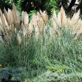 Mauritania Vine Reed, Ampelodesmos